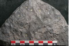 Foto (Detailansicht) von Stigmaria sp.  (NHMW-GEO-2024-0188-11249)
